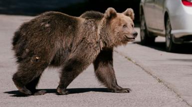 A bear waits for passing cars that might provide food in Romania