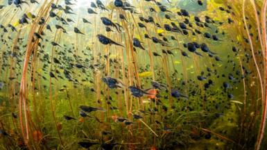 Tadpoles glide beneath lily pads