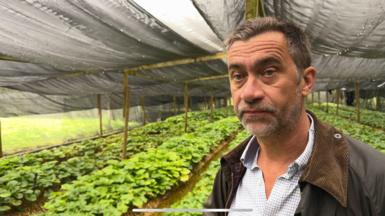 A man wearing a white shirt and brown jacket stands in front of wasabi plants growing alongside the natural streams