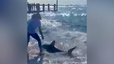 Person goes to aid of shark on beach at Aberysytwyth