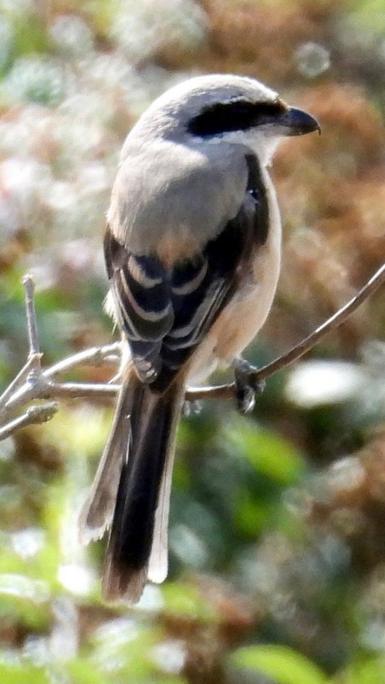 Long-tailed shrike captured with it's back to the camera.