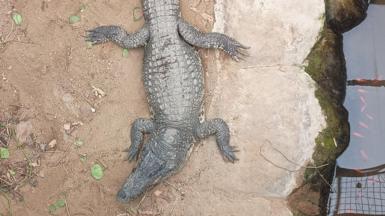 A view from above of a crocodile on a sandy or muddy ground, sitting next to brown-coloured water in an enclosure. There is green foliage to the left.