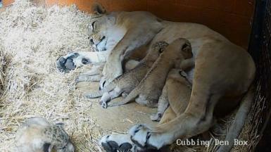 Lion and cubs
