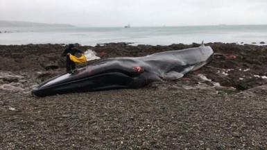A fin whale with some patches of injury is seen on Parabean Cove in Cornwall in 2020. A man standing to the left near the tail uses a large yellow bag to throw water over the whale to keep it comfortable. In the foreground is a shale beach while in the background a large ship can be seen at sea. 