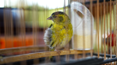A yellow bird with shots of grey in its plumage is perched inside a round metal cage. 
