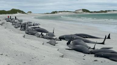 A dozen or so whales washed up on Tresness Beach