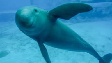 A Yangtze finless river porpoise underwater looks into the camera