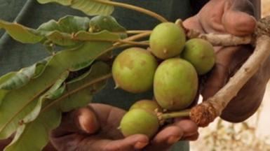 Hands holding the green fruit of a shea nut tree