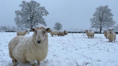 Noson oer i'r defaid yn Llanuwchllyn, Gwynedd