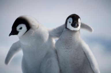 Two fluffy penguin chicks stand next to each other