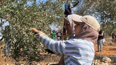 Women harvesting olives in the village of Umm Safa