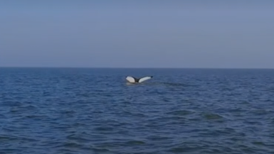 The tail of a humpback whale just above the surface of the sea. It has a white underside with black around the edges.