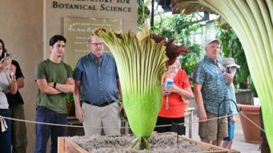 Image of people viewing the blooming corpse flowers.