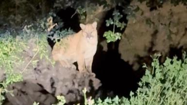 A mountain lion photographed in Los Angeles