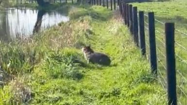 A capybara sat at the side of a river preparing to jump in