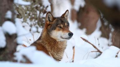 A wolf in Slovakia