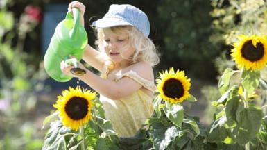 A young blonde girl water sunflowers with a green watering can