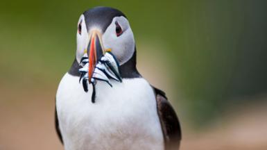 A puffin holds sandeels in its mouth