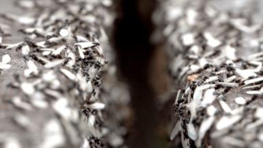 Generic close up image of hundreds of flying ants.