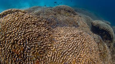 A group of scientists working aboard a research vessel in the southwest Pacific Ocean has discovered the world’s largest coral in the Solomon Islands.