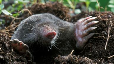 A mole, its fur black and shiny and with large clawed feet, appears from a hole in the ground.