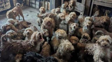  About 20 different poodle-cross dogs, all with shaggy coats in various shades of grey, white and tan, are seen crowded into one living space. One dog is seen howling, and another is seen sitting in what looks like a wood burner