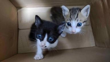 Two kittens, one black and one white with fawn strips, stored in a cardboard box, looking pleadingly up at the camera.