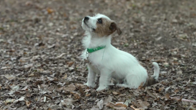 A Jack Russell puppy, with a white body and brown marks on its head, and wearing a green collar looks up. It is sitting in brown leaves on the ground.
