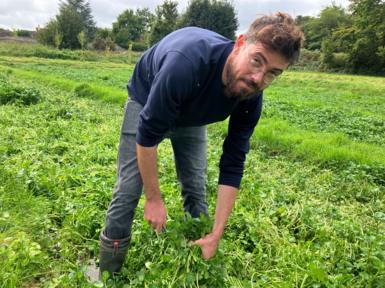 A man is seen in a field of watercress