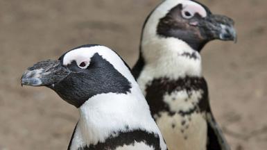  A close-up of two African penguins looking away from each other in Namibia