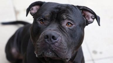 XL bully dog close up