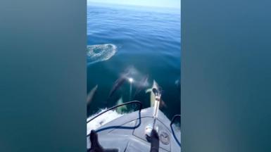 A boat on water with dolphins