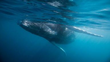 A humpback whale is seen just under the surface of blue ocean water in Mexico.