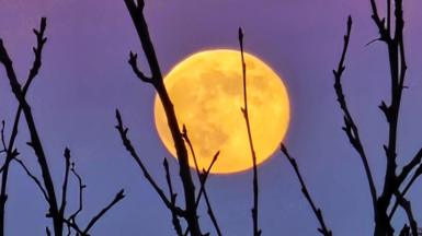 Bright orange supermoon in the sky at dusk with bare tree branches in front