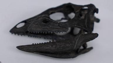 A photograph of the dinosaur's skull, which is black, on a white background. Small teeth protrude from the open jar