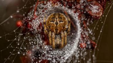 Orb-weaver spider wrapped in its silken retreat, with dew-dusted web threads around it.
