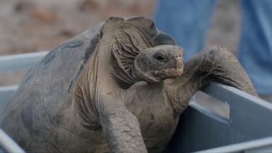 A giant tortoise being released on the Galápagos island of Floreana 