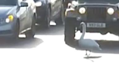 Swan in front of a car on a motorway.