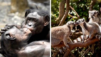 split screen with 2 apes kissing on the left ad two lemurs kissing on the right
