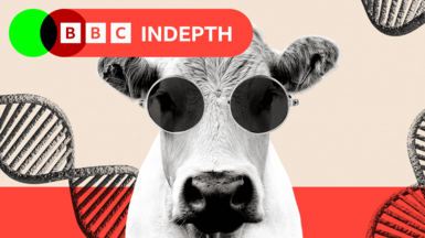 Montage image showing a cow wearing sunglasses and DNA strands