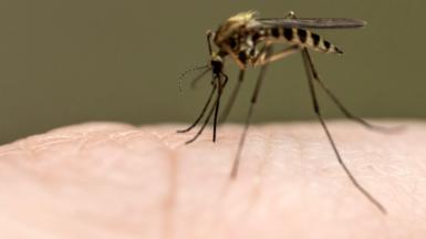 Mosquito on skin