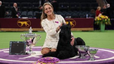 A woman is sittting on a rug, beaming, with her arm around a black giant schnauzer. They are surrounded by trophies