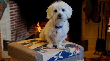 Rescue dog on a stool made out of old curtains from Buckingham Palace