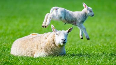 A lamp jumps over a sheep