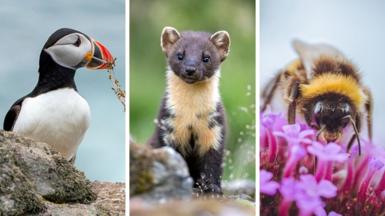 A composite picture featuring an Atlantic puffin on a rock, a pine marten and a bumblebee on a plant.