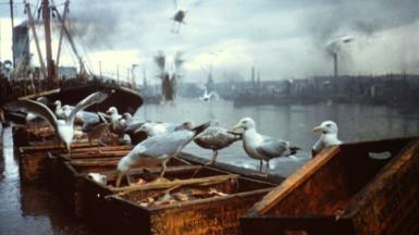 Old photo of seagulls at Aberdeen Harbour on fish boxes, others in flight, with old ships in the background.