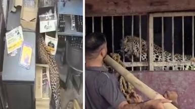 A composite image of a leopard under a table and the same leopard in a cage later