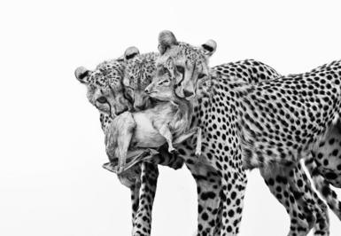 A black and white image of three young cheetahs holding a Günther’s dik-dik in their mouths. 