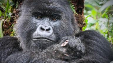 A close-up of Akariza, a large female gorilla. Her face is shiny black and her eyes dark brown. She holds a tiny infant gorilla in her arms, its head resting on her shoulder.