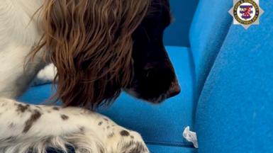 A cocker spaniel dog with its nose pointing towards a white wrapper sticking out of a blue sofa